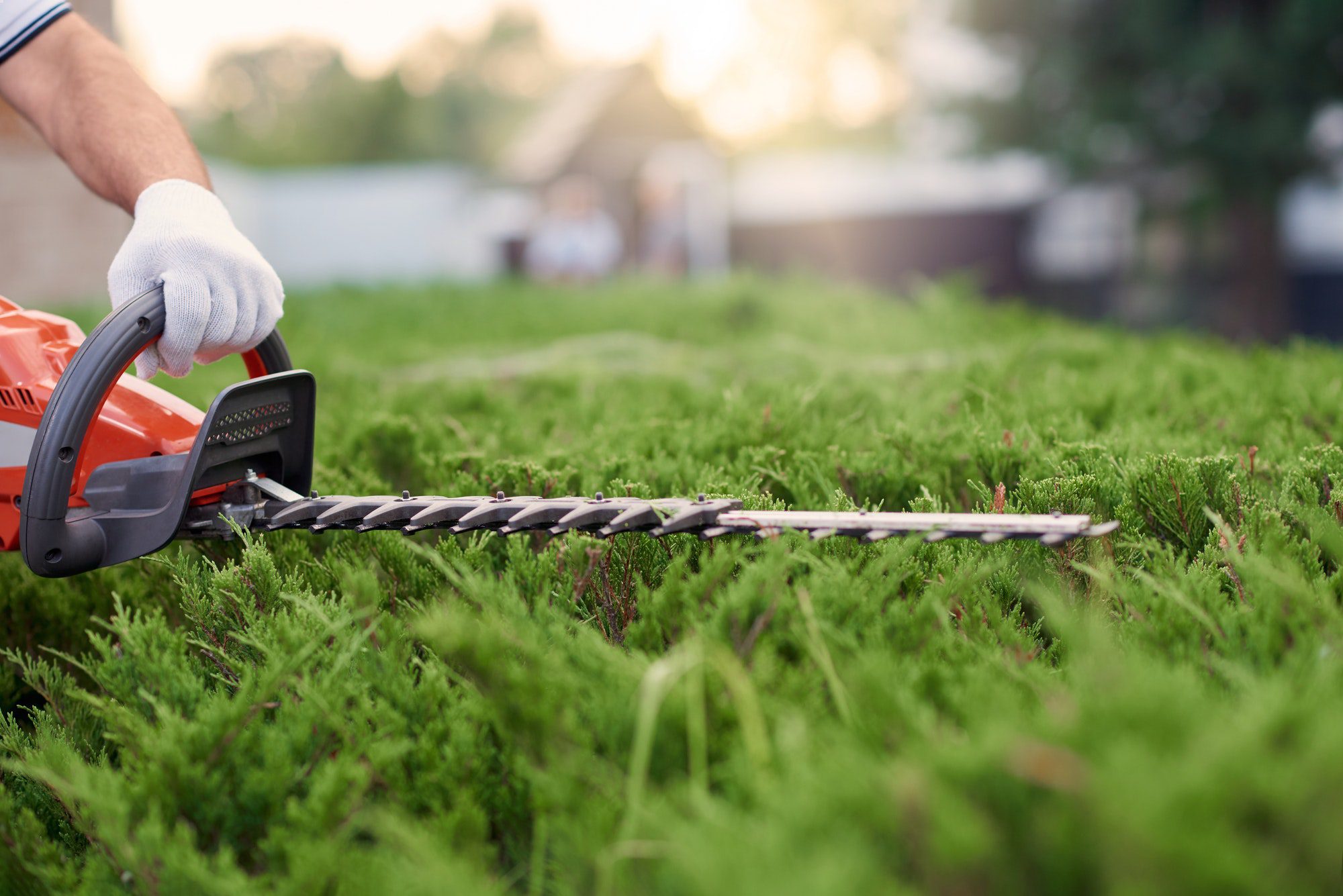 Close up of gargener trimming bushes