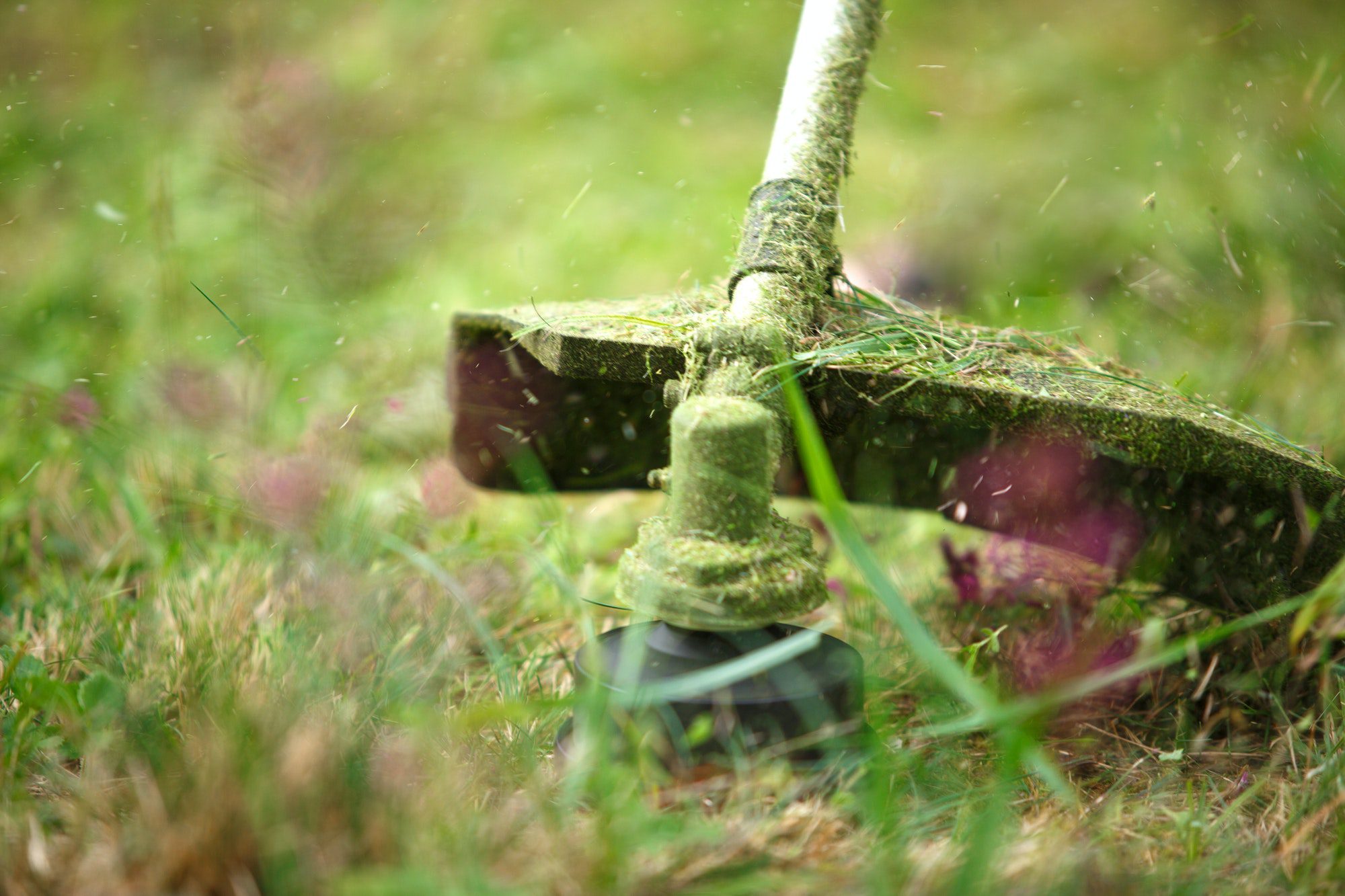 Trimer mows grass close-up. Fishing line in motion and grass particles in the air